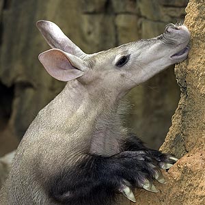 /pics/items/animals/Aardvark