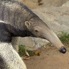 /pics/items/animals/Anteater