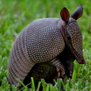 /pics/items/animals/Armadillo