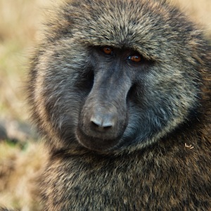 /pics/items/animals/Baboon