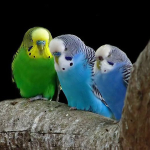 /pics/items/animals/Budgerigar