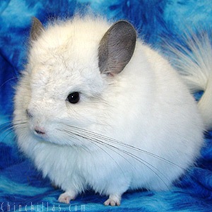 /pics/items/animals/Chinchilla