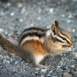 /pics/items/animals/Chipmunk