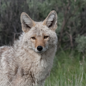 /pics/items/animals/Coyote