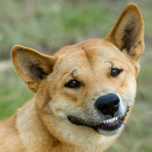 /pics/items/animals/Dingo