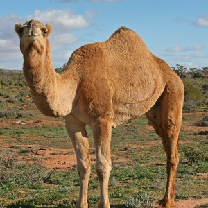 /pics/items/animals/Dromedary