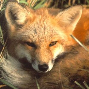 /pics/items/animals/Fox