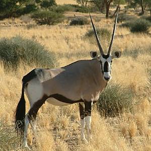 /pics/items/animals/Gemsbok