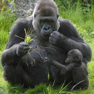 /pics/items/animals/Gorilla