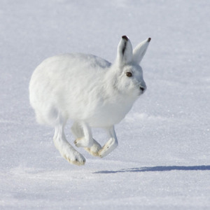 /pics/items/animals/Hare