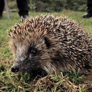 /pics/items/animals/Hedgehog