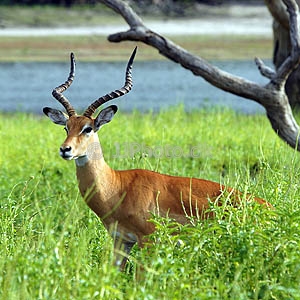 /pics/items/animals/Impala