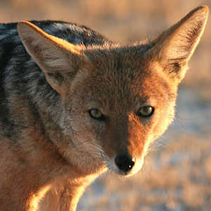 /pics/items/animals/Jackal