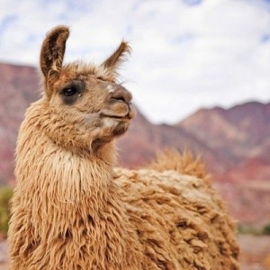 /pics/items/animals/Llama