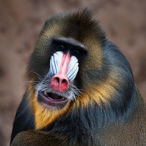 /pics/items/animals/Mandrill