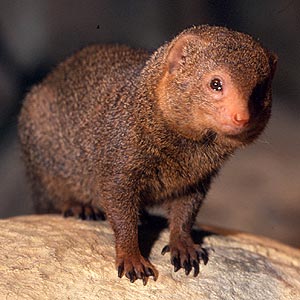 /pics/items/animals/Mongoose