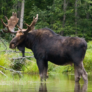 /pics/items/animals/Moose