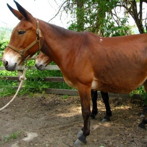 /pics/items/animals/Mule