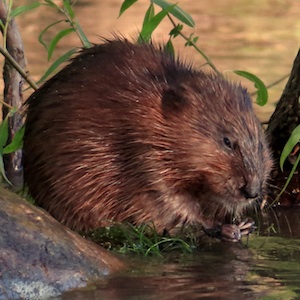 /pics/items/animals/Muskrat