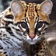 /pics/items/animals/Ocelot