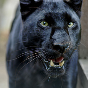 /pics/items/animals/Panther