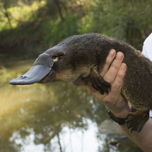 /pics/items/animals/Platypus