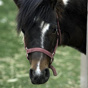 /pics/items/animals/Pony