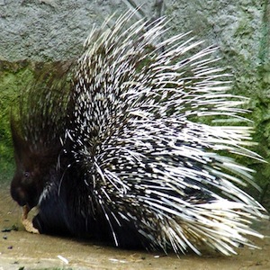 /pics/items/animals/Porcupine