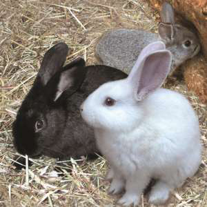 /pics/items/animals/Rabbit