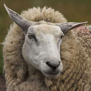 /pics/items/animals/Sheep