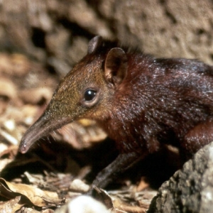 /pics/items/animals/Shrew