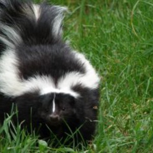 /pics/items/animals/Skunk