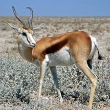 /pics/items/animals/Springbok