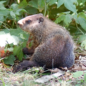 /pics/items/animals/Woodchuck