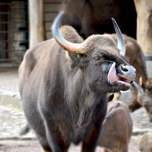 /pics/items/animals/Zebu